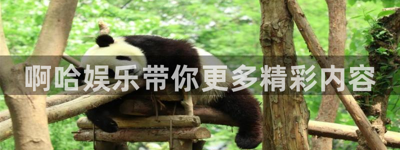星亿娱乐4代理：啊哈娱乐带你更多精彩内容
